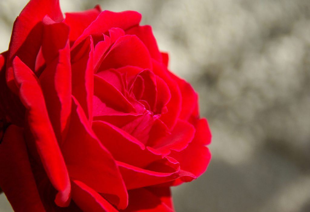 A Red Flower: Rose