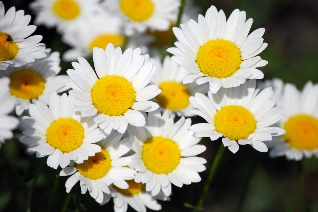 a white flower, daisy