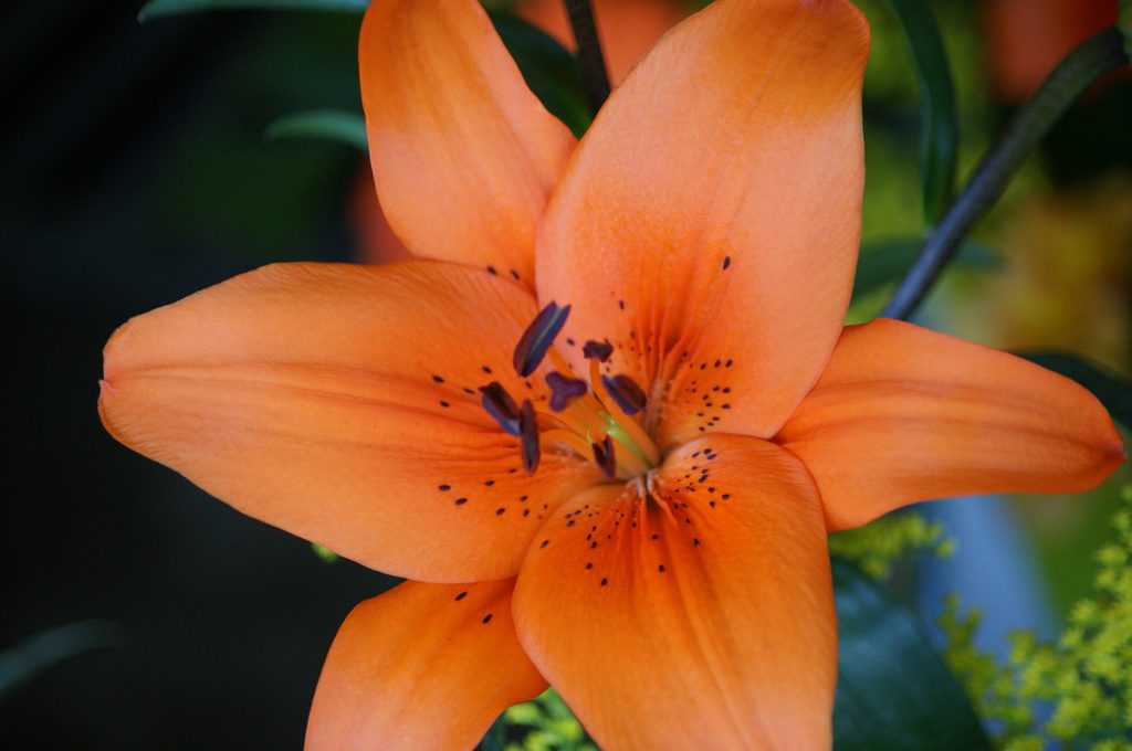 An Orange Flower : Lily