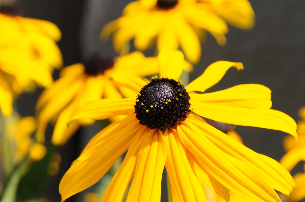 A yellow flower, black-eyed susan