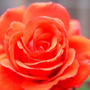 A Red Flower: Rose