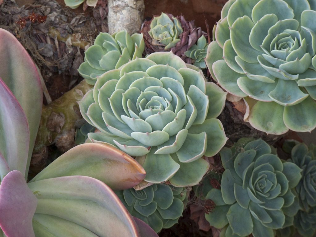 a green plant, succulent