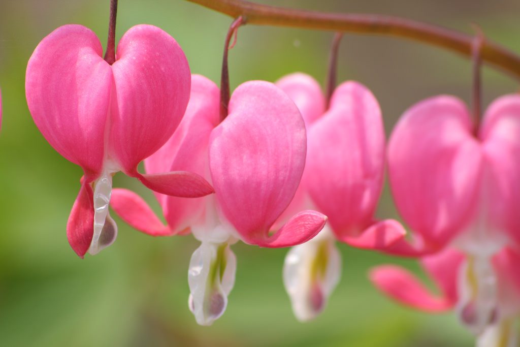A pink flower: Bleeding Hearts