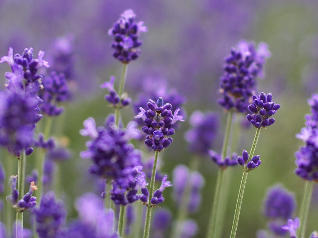 a purple flower, lavender