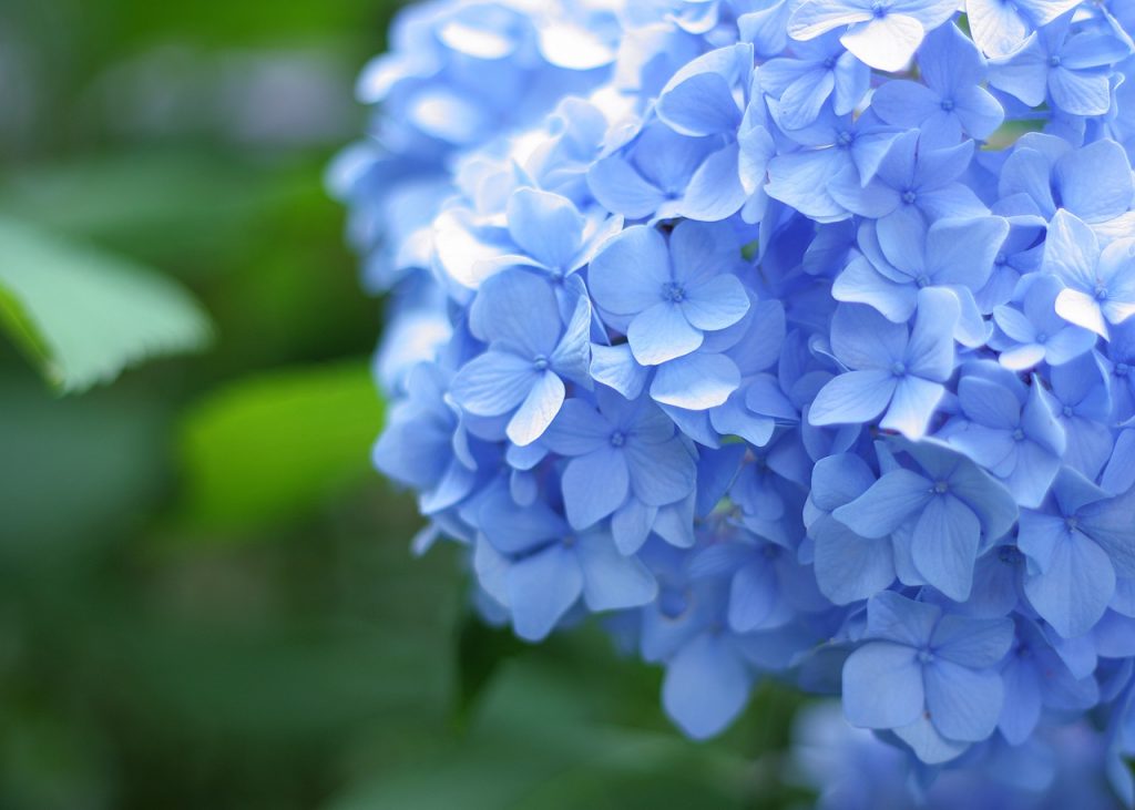 a Blue flower, Hydrangea